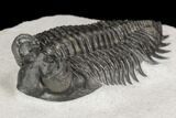 Coltraneia Trilobite Fossil - Huge Faceted Eyes #125232-2